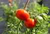 SAFLAX - BIO - Rajče - Principe Borghese - Solanum Náhled obrázku produktu 7