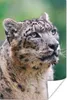 MuchoWow® Poster Schneeleopard - Kopf - Grau 60x90 cm - Produktbild-Vorschau 1