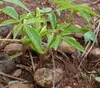 Marula (Sclerocarya birrea ssp. caffra) – 5 semen Náhled obrázku produktu 4