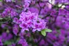 Rhododendron 'Praecox', frühblühend, lila, 30–40 cm Produktbild-Vorschau 2