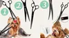 An instructional image showing how to groom a dog using scissors, with numbered steps. Náhľad obrázku produktu
