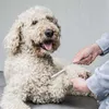 Kit di toelettatura Mikki Doodle con pettine e spazzola per Anteprima dell’immagine prodotto 8