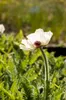 Papaver orientale 'Royal Wedding', Türkischer Mohn, weiß, Produktbild-Vorschau 6