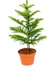 Bloomique - Araucaria Heterophylla - Araucaria de Norfolk - Voir les images du produit 1