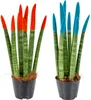 Bloomique - Lot de 2 - Sansevieria Velvet Touch - Langue de Voir les images du produit 3