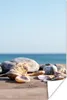 MuchoWow® Poster Muscheln - Strand - Meer - Sommer - Sonne Produktbild-Vorschau 1
