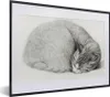 MuchoWow® MuchoWow® Gerahmtes Poster Schlafende Katze im Produktbild-Vorschau 1