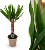 BoutiQ vert - Plante d'intérieur - Yucca elephantipes - Voir les images du produit 1