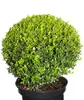 Ilex crenata Glorie Gem Kugel japanische Stechpalme Produktbild-Vorschau 2