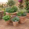 Teramico Terracotta Topf "Conca Limoni" 20cm optional Produktbild-Vorschau 2
