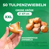 Cibule tulipánů, mrazuvzdorné, víceleté – botanická směs – Náhled obrázku produktu 4