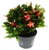 Großer Weihnachtskaktus - Schlumbergera - XXL - 17cm Topf - Produktbild-Vorschau 2