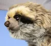 Kuscheltier Faultier, Tiere Spielzeug Süßer Plüsch Faultier Produktbild-Vorschau 6