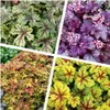 Stauden Gänge 4 x Heuchera Kollektion im 1 Liter Topf - Produktbild-Vorschau 1