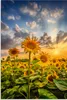 ARTland Wandbild Alu für Innen & Outdoor Sonnenblumen im Produktbild-Vorschau 2