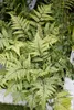 Dryopteris erythrosora, Herbstfarn, bronzefarben, ca. 9x9 Produktbild-Vorschau 3