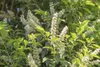 Prunus lusitanica 'Angustifolia', Portugiesischer Lorbeer, Produktbild-Vorschau 5