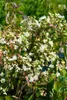 Heptacodium miconioides, Sieben-Söhne-des-Himmels, 60–80 cm Produktbild-Vorschau 12