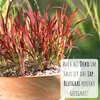 Japanisches Blutgras (Imperata cylindrica) - Winterhartes Produktbild-Vorschau 5