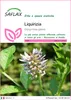 SAFLAX  - Liquirizia - 30 semi - Glycyrrhiza Anteprima dell’immagine prodotto 1
