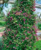 Clematis alpina, Alpen-Waldrebe, blau, 40–60 cm Produktbild-Vorschau 6