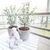 Bloomique - Eukalyptus Gunii Azura - Eukalyptus Pflanze - Produktbild-Vorschau 4