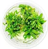 Zwergspeerblatt Anubias barteri var. ‘Nana Pangolino’ Produktbild-Vorschau 2