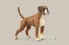Boxer COLLECTA Anteprima dell’immagine prodotto 2