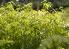 Liquidambar styraciflua 'Worplesdon', Amberbaum, 80–100 cm Produktbild-Vorschau 5