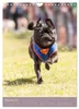 Mops-Rennen (Wandkalender 2027 DIN A4 hoch), CALVENDO Produktbild-Vorschau 5