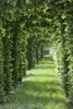 Fagus sylvatica, Rotbuche, 125–150 cm Produktbild-Vorschau 8