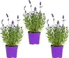 Bloomique - 3er-Set - Lavandula Angustifolia - Produktbild-Vorschau 1