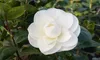 3x Camelia (Camellia Japonica) in rosso, rosa e bianco - Anteprima dell’immagine prodotto 3
