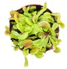Mucholapka venušinská - Dionaea muscipula - 12cm květináč Náhled obrázku produktu 2