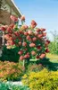 A flowering hydrangea tree in a garden setting next to a brick house. Produktbild-Vorschau