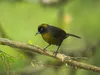 CALVENDO Puzzle Rußgesichttangare (Mitrospingus cassinii) | Produktbild-Vorschau 3