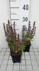 6 x Teucrium chamaedrys - Gamander - Kvetináč 9 x 9 cm Náhľad obrázku produktu 2