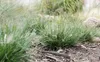 Stauden Gänge 1 x Pennisetum alopecuroides 'Little Honey' Produktbild-Vorschau 4