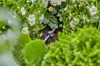 Gardena Micro-Drip-System Držák Na Trubky 3/16 15 Ks Náhled obrázku produktu 10
