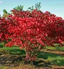 Flügel-Spindelstrauch ´COMPACTUS´, 20-30 cm, Cont. 2,5 l Produktbild-Vorschau 1