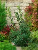 Stechpalme Alaska 10-15 cm, im Topf - Ilex aquifolium, Produktbild-Vorschau 14