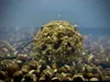 LK Baits Nutrigo Balanc 200ml gusto Monster Crab: diametro Anteprima dell’immagine prodotto 10