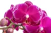 Dehner Schmetterlingsorchidee Asian Violin, Phalaenopsis Produktbild-Vorschau 2