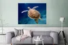 MuchoWow® Poster Eine unter Wasser schwimmende Schildkröte Produktbild-Vorschau 5