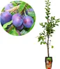 A plum tree sapling in a pot, with a close-up inset of ripe plums on a branch. Produktbild-Vorschau