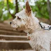 TICKLESS Zeckenschutzmittel ECOPET Produktbild-Vorschau 3