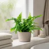 Schwertfarn 'Green Lady' - pflegeleichte Zimmerpflanze, Produktbild-Vorschau 6