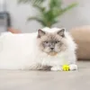 Trixie 4 Noppenbälle aus Gummi - 3 cm Produktbild-Vorschau 8