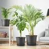 Three potted plants are arranged in a living room setting, with a chair and a lamp visible in the background. Produktbild-Vorschau