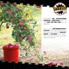 Eimer mit Deckel 10 L | Vorratseimer | Lebensmittelecht Rot Produktbild-Vorschau 8